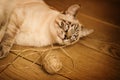 A cute tabby happy Thai kitten is lying on the wooden floor, having played enough with a wool ball