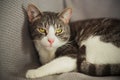 A cute tabby house cat lies on a knitted gray blanket and looks interested Royalty Free Stock Photo