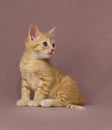 Cute tabby kitten Royalty Free Stock Photo