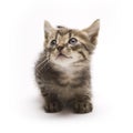 Cute tabby kitten Royalty Free Stock Photo