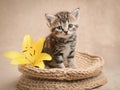 Cute tabby kitten in a basket with a yellow lily