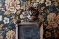 Adorable Kitten Holding a Blank Chalkboard in Front of a Floral Vintage Wallpaper Background Cute Tabby Cat Ready for Custom Text