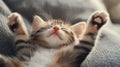 Kitten Sleeping Soundly on a Grey Couch With Paws in the Air Royalty Free Stock Photo