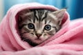 Cute tabby kitten with blue eyes wrapped in a pink towel, cute wet gray tabby cat kitten after bath wrapped in pink towel with Royalty Free Stock Photo