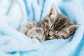 Cute Tabby kitten closed his eyes and doze nap relax. Cat kid pet. Small Tabby gray mammal animal kitten on color blue plaid