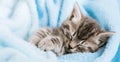 Cute Tabby kitten closed his eyes and doze nap relax. Cat kid pet. Small Tabby gray mammal animal kitten on color blue