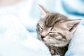 Cute Tabby kitten closed his eyes and doze nap relax. Cat kid pet. Small Tabby gray mammal animal kitten on color blue