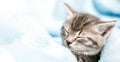 Cute Tabby kitten closed his eyes and doze nap relax. Cat kid pet. Small Tabby gray mammal animal kitten on color blue plaid