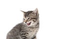 Cute tabby kitten crying on white Royalty Free Stock Photo
