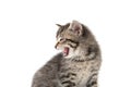 Cute tabby kitten crying on white Royalty Free Stock Photo