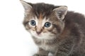 Cute tabby kitten face Royalty Free Stock Photo