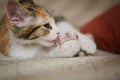 Cute tabby kitten grooming itself. Close up