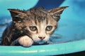 Wet kitten