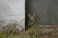 Cute tabby kitten hiding behind metal sheet on farm setting. Royalty Free Stock Photo