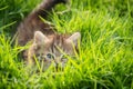 Cute tabby kitten hiding Royalty Free Stock Photo