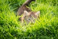 Cute tabby kitten hiding Royalty Free Stock Photo