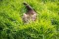 Cute tabby kitten hiding Royalty Free Stock Photo