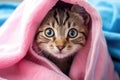 Cute tabby kitten hiding under pink blanket. Animal theme, Cute tabby cat wrapped in pink towel with blue eyes, AI Generated Royalty Free Stock Photo