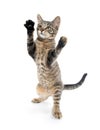 Cute tabby kitten on hind legs