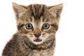 Cute tabby kitten ion white Royalty Free Stock Photo