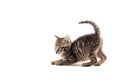 Cute tabby kitten isolated on white Royalty Free Stock Photo