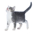 Cute tabby kitten walks on white background Royalty Free Stock Photo