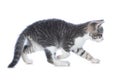 Cute tabby kitten walks on white background Royalty Free Stock Photo