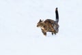 Cute tabby kitten jumping on the snow
