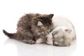 Cute tabby kitten kissing cute puppy on white background Royalty Free Stock Photo