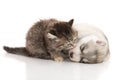 Cute tabby kitten kissing cute puppy on white background Royalty Free Stock Photo