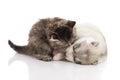 Cute tabby kitten kissing cute puppy on white background Royalty Free Stock Photo