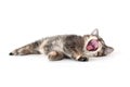 Cute tabby kitten laying down and yawning Royalty Free Stock Photo