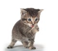 Cute tabby kitten licking its paw Royalty Free Stock Photo