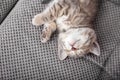 Cute tabby kitten lies on gray soft sofa blanket upside down. Cat rest napping on bed. Comfortable pet sleeping in cozy home. Top Royalty Free Stock Photo
