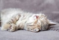 Cute tabby kitten lies on gray soft sofa. Cat rest on its back napping on bed. Comfortable pet sleeping in cozy home. Royalty Free Stock Photo