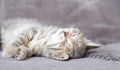 Cute tabby kitten lies on gray soft sofa. Cat rest on its back napping on bed. Comfortable pet sleeping in cozy home. Long web Royalty Free Stock Photo