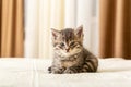 Cute tabby kitten lies on white plaid at home. Newborn kitten, Baby cat, Kid animal and cat concept. Domestic animal. Home pet. Royalty Free Stock Photo