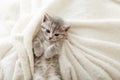 Cute tabby kitten lies on white soft blanket. Cat rest napping on bed. Comfortable pet sleeping in cozy home. Top view with copy Royalty Free Stock Photo