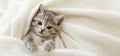 Cute tabby kitten lies on white soft blanket. Cat rest napping on bed. Comfortable pet sleeping in cozy home. Top view Royalty Free Stock Photo