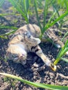Cute tabby kitten lying on the ground in the garden Royalty Free Stock Photo