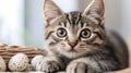 Cute tabby kitten lying near easter eggs basket Royalty Free Stock Photo