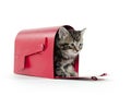 Cute tabby kitten in mailbox Royalty Free Stock Photo