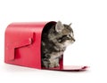 Cute tabby kitten in mailbox Royalty Free Stock Photo