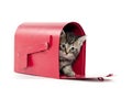 Cute tabby kitten in mailbox Royalty Free Stock Photo