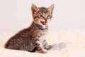 Cute tabby kitten meowing on soft off-white comforter