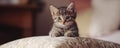 Cute tabby kitten on patterned cushion indoors Royalty Free Stock Photo
