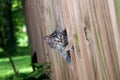 Cute tabby kitten peeking through a fence Royalty Free Stock Photo