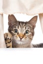 Cute tabby kitten peeking out from behind the curtains. isolated on white background. Royalty Free Stock Photo