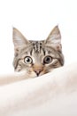 Cute tabby kitten peeking out from behind the curtains. isolated on white background. Royalty Free Stock Photo