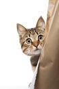 Cute tabby kitten peeking out from behind the curtains. isolated on white background. Royalty Free Stock Photo